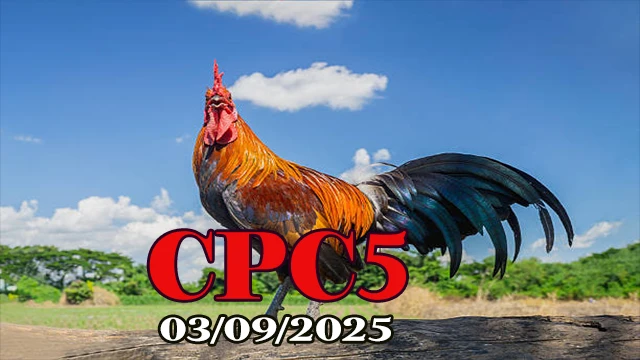 Clip đá gà trực tiếp trường C5 hôm nay 03/09/2025