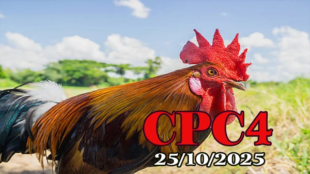 Xem lại đá gà Thomo hôm nay c4 ngày 25/10/2025