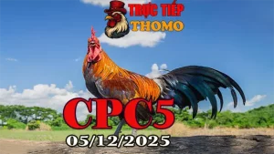 Xem Phát Lại Trực Tiếp Đá Gà Thomo CPC5 05/12/2025