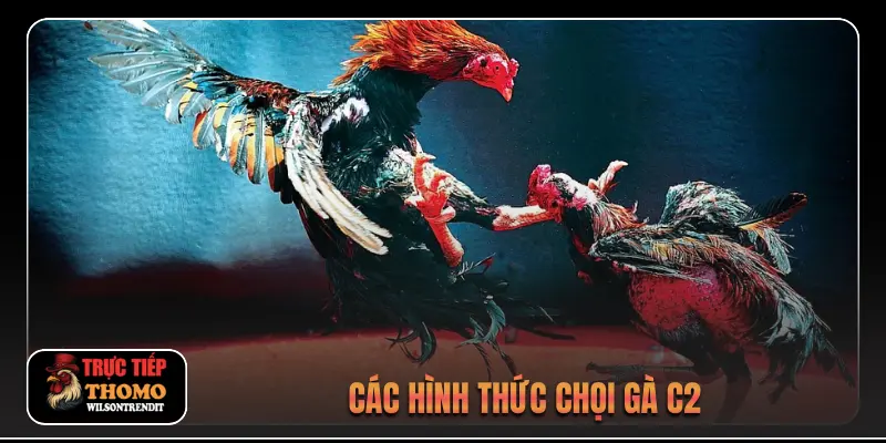 Các hình thức chọi gà C2