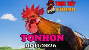 Trực tiếp đá gà Tonhon hôm nay 10012026 chất lượng cao