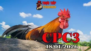 Xem lại trực tiếp đá gà CPC3 hôm nay 18012026