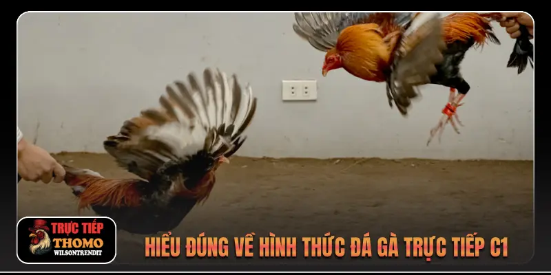 Hiểu đúng về hình thức đá gà trực tiếp C1