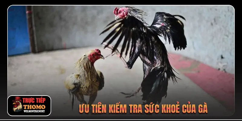 Ưu tiên kiểm tra sức khoẻ của gà