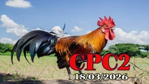 Trực tiếp clip đá gà CPC2 hôm nay 18032026 – Video HD