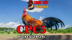 Trực tiếp đá gà CPC5 hôm nay 07032026