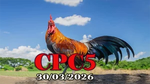 Video Xem Lại Đá Gà Thomo CPC5 Ngày 30032026