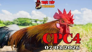 Xem Clip đá gà CPC4 trực tiếp 07032026