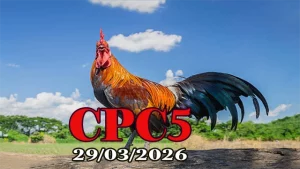 Xem Video Đá Gà Thomo CPC5 Ngày 29032026