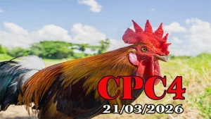 Xem video đá gà trực tiếp CPC4 ngày 21032026 Full HD
