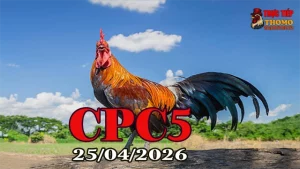 Video đá gà trực tiếp Thomo CPC5 ngày 25042026