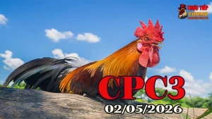 Clip đá gà trực tiếp CPC3 hôm nay 02052026 HD