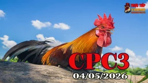 Xem clip đá gà trực tiếp CPC3 hôm nay 04052026