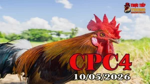 Xem video đá gà thomo CPC4 ngày 10/05/2026